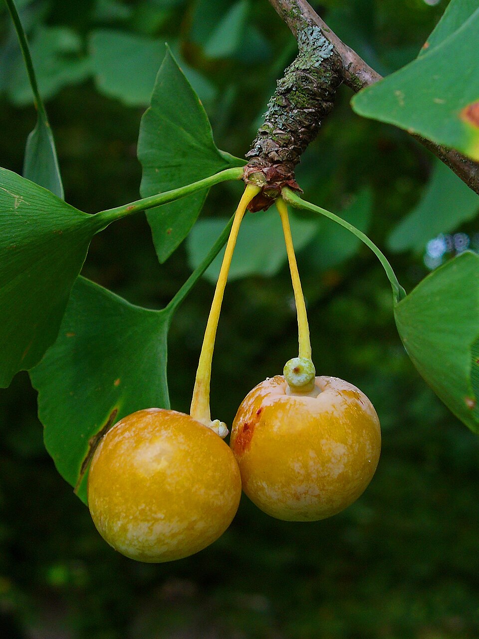 Ginkgo biloba