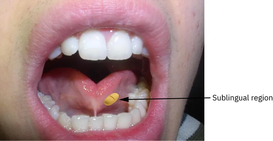 Sublingual region