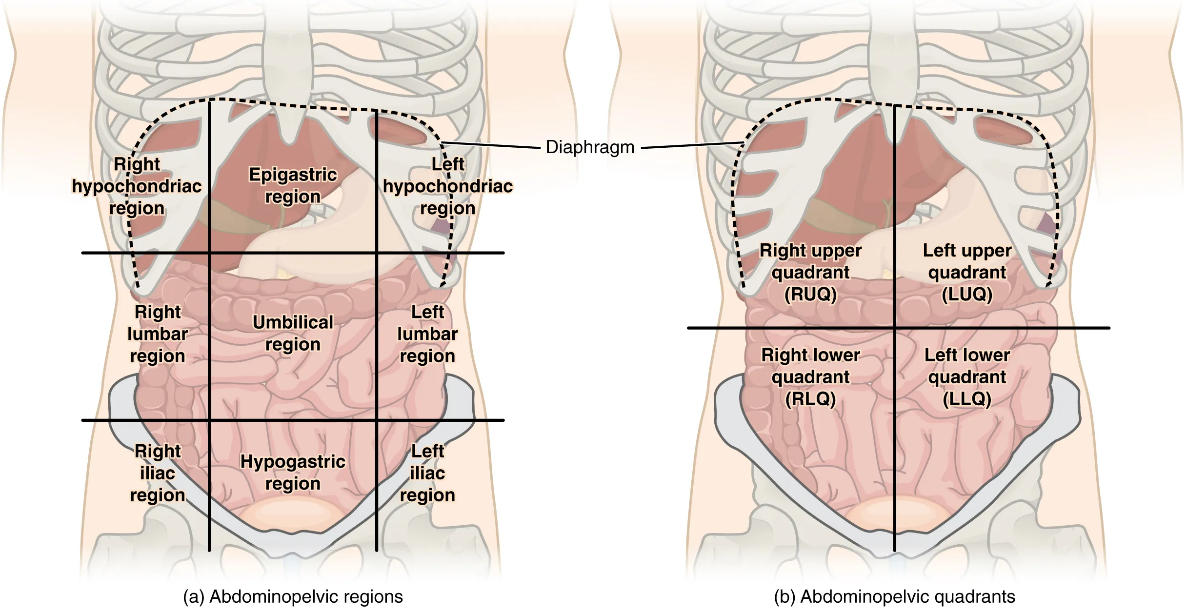Abdomen divided into body cavities and quadrants