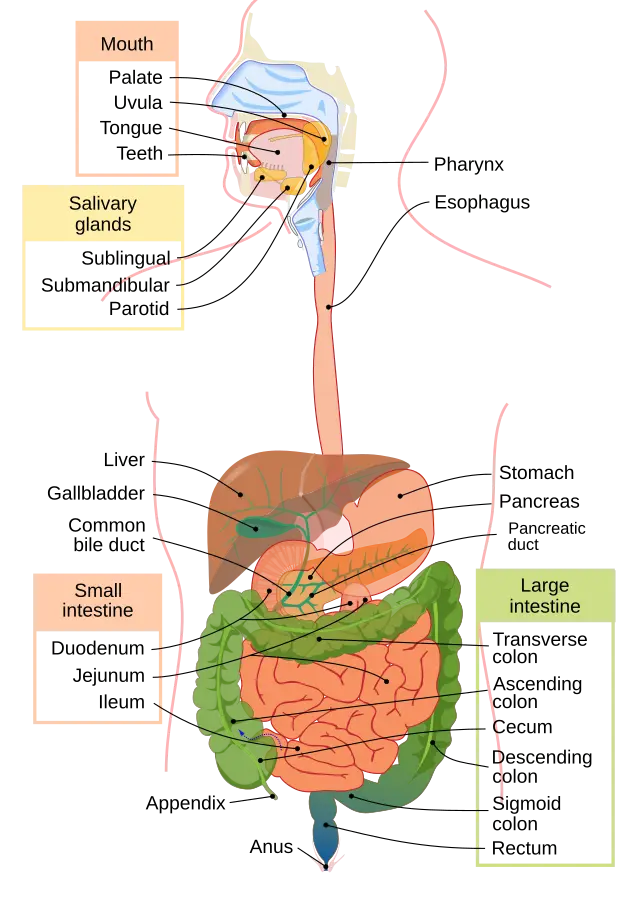 Organs of the digestive system labeled