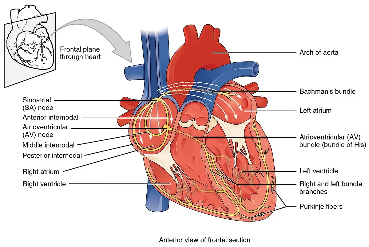 Electrical conduction system of the heart shown