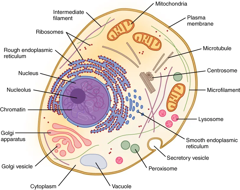 Human cell with labeled organelles and structures