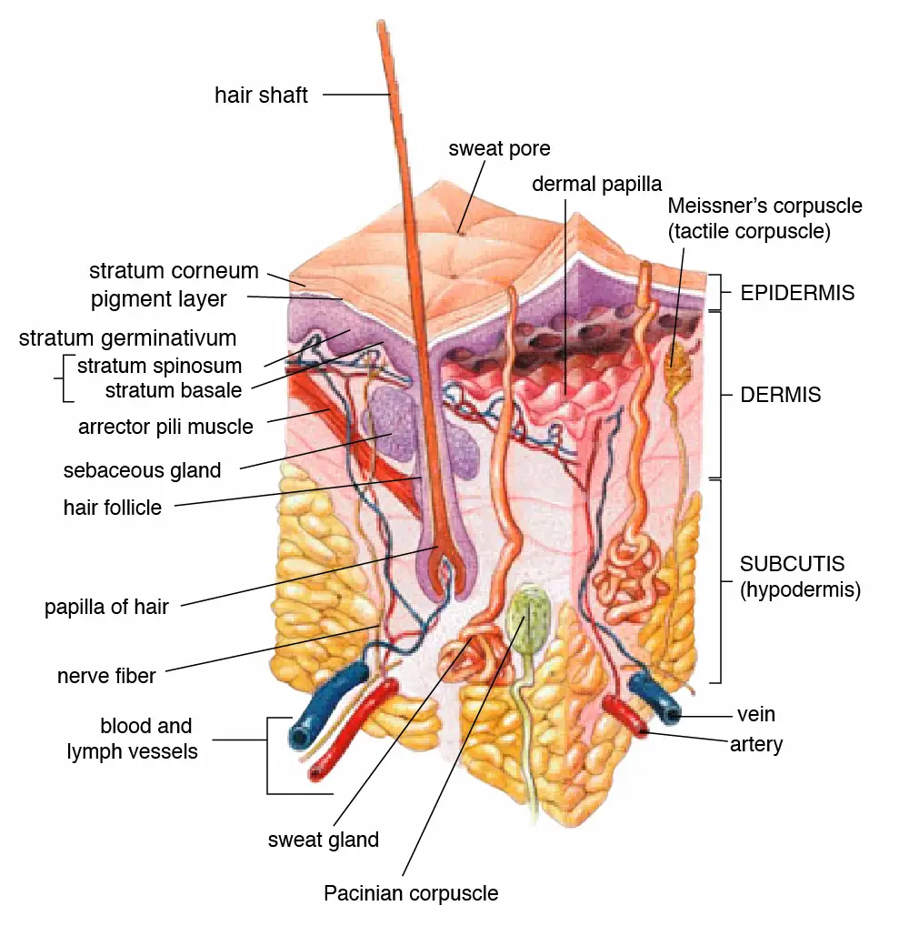 Layers and structures of the skin labeled
