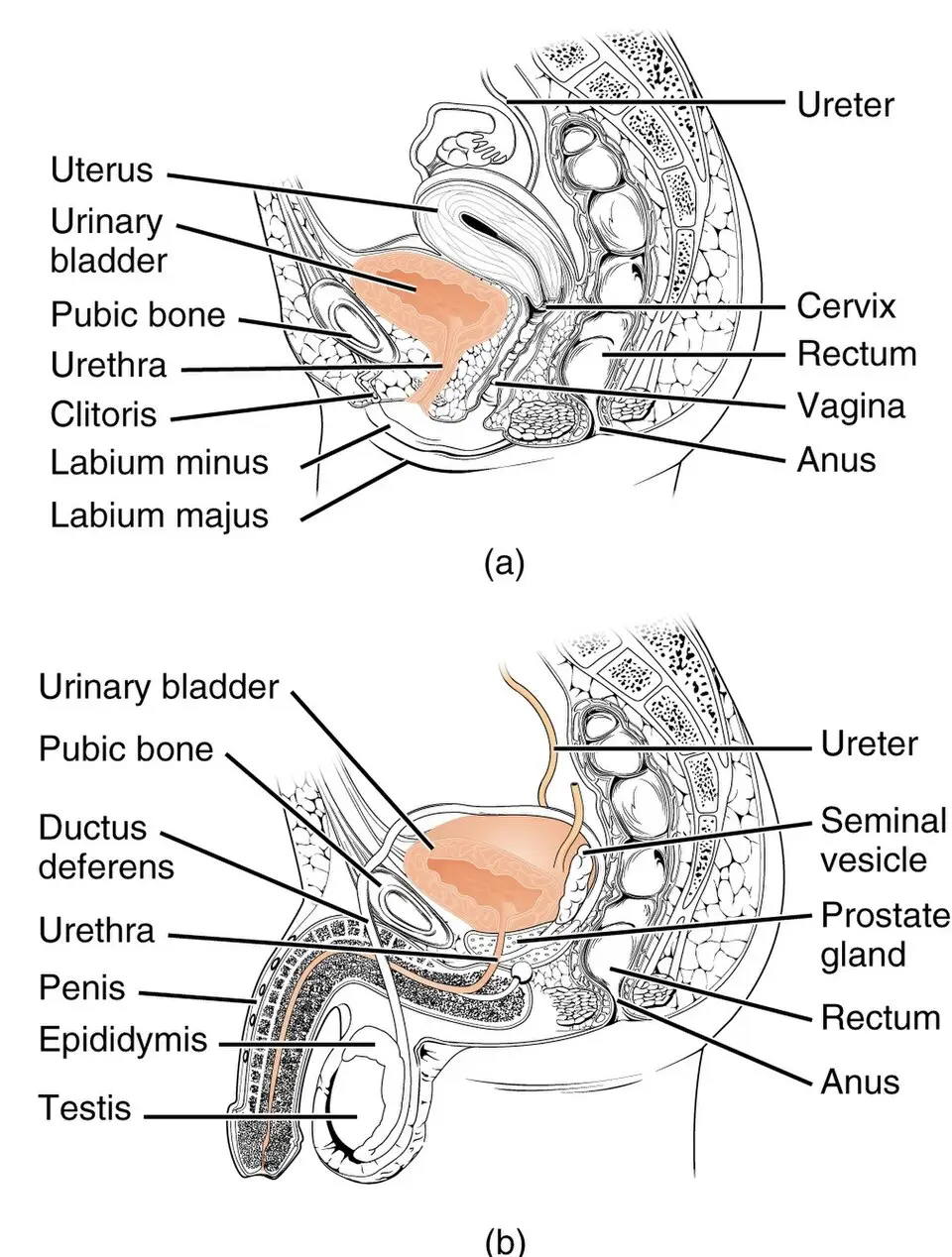 Female and male urinary systems compared