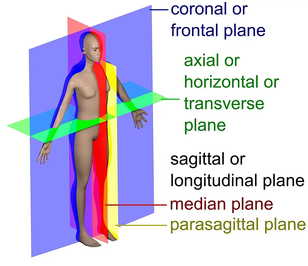 Three anatomical planes of the human body shown