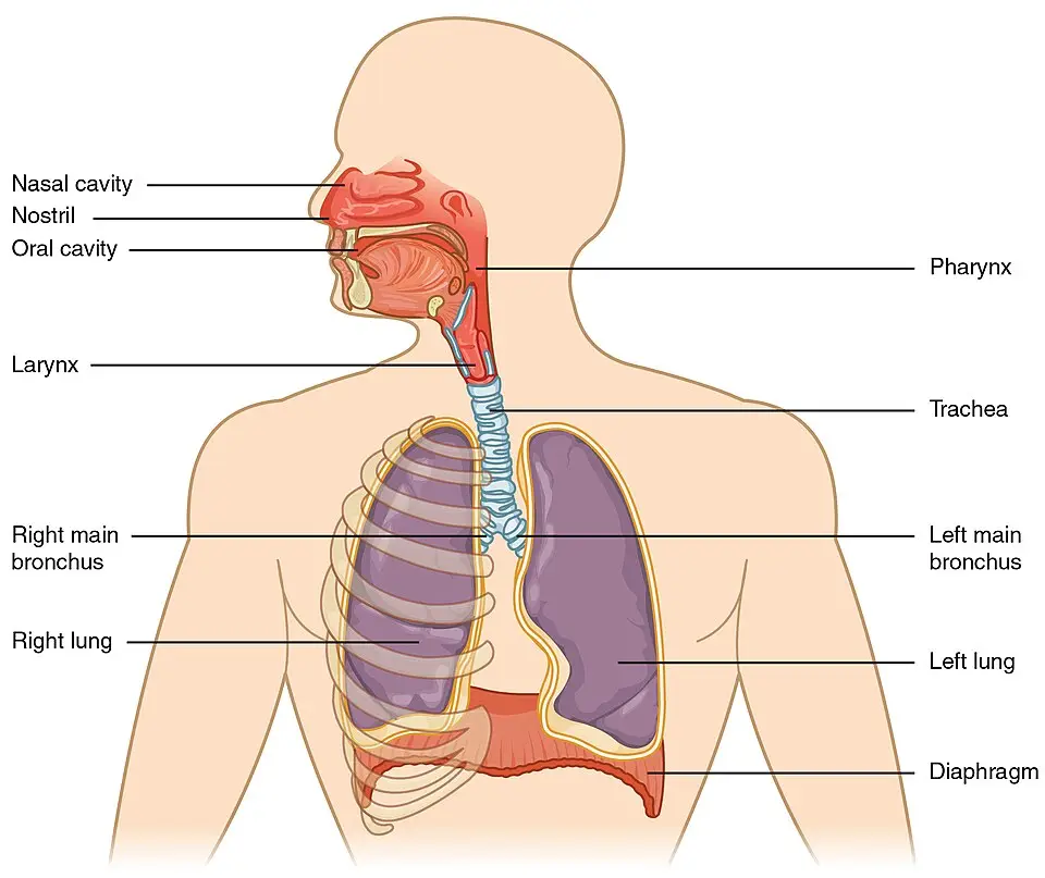 Major structures of the respiratory system labeled