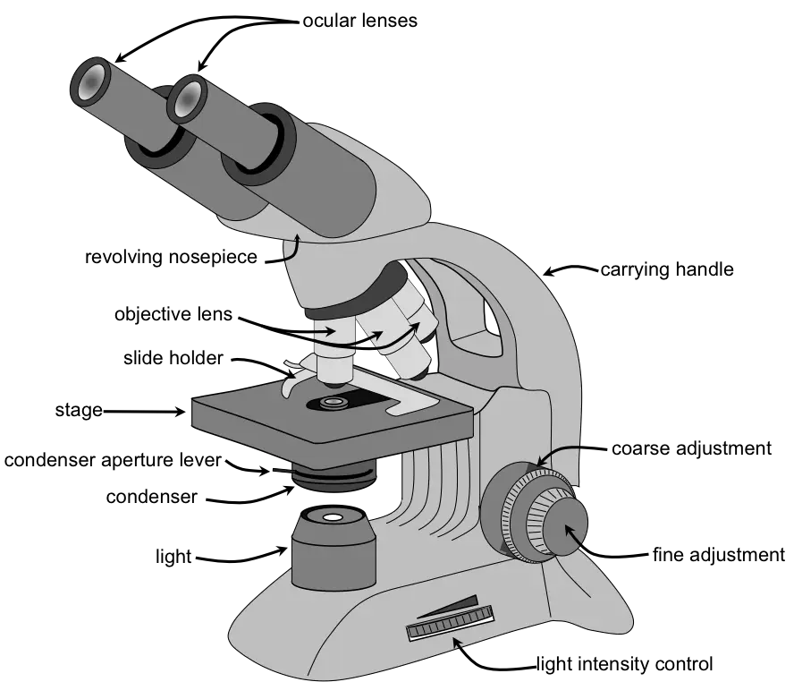 Parts of a compound light microscope labeled