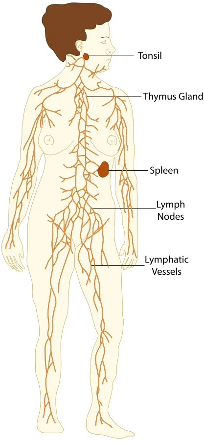 Organs of the lymphatic and immune systems labeled