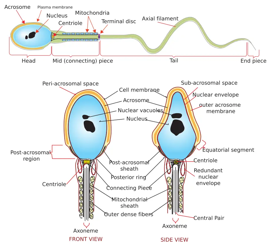 Structural parts of a sperm cell labeled