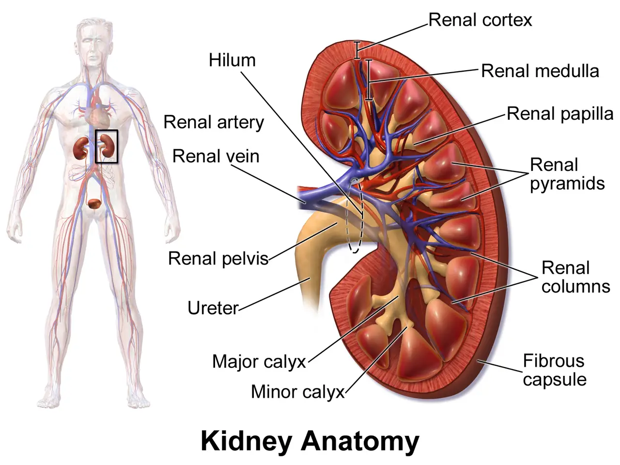 Internal and external parts of the kidney labeled