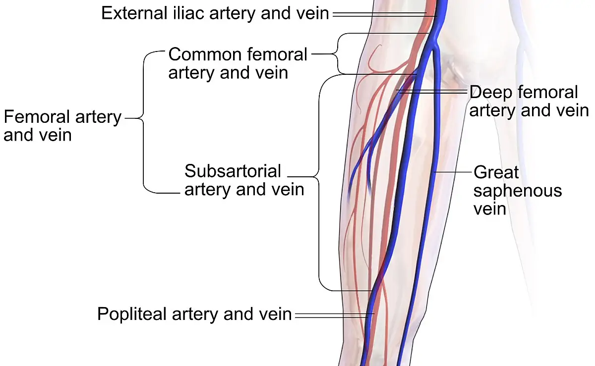 Veins commonly used for phlebotomy labeled
