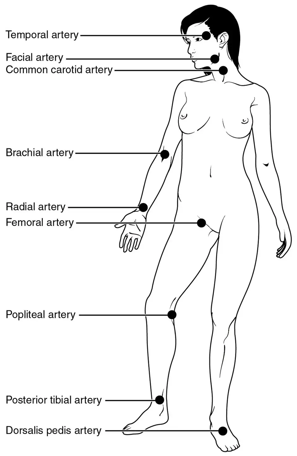 Common pulse sites on the human body labeled