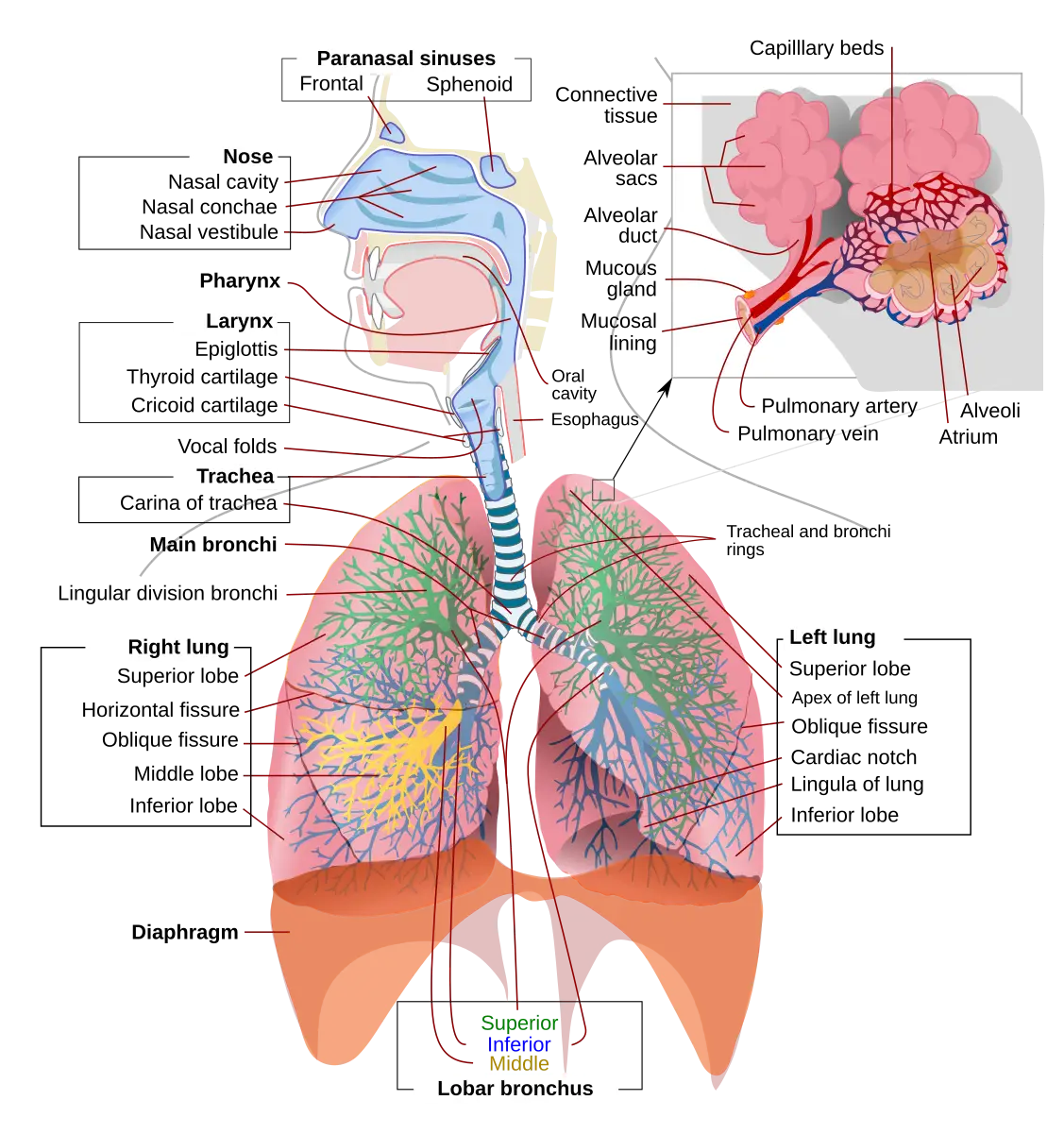 Structures of the respiratory system and lungs labeled