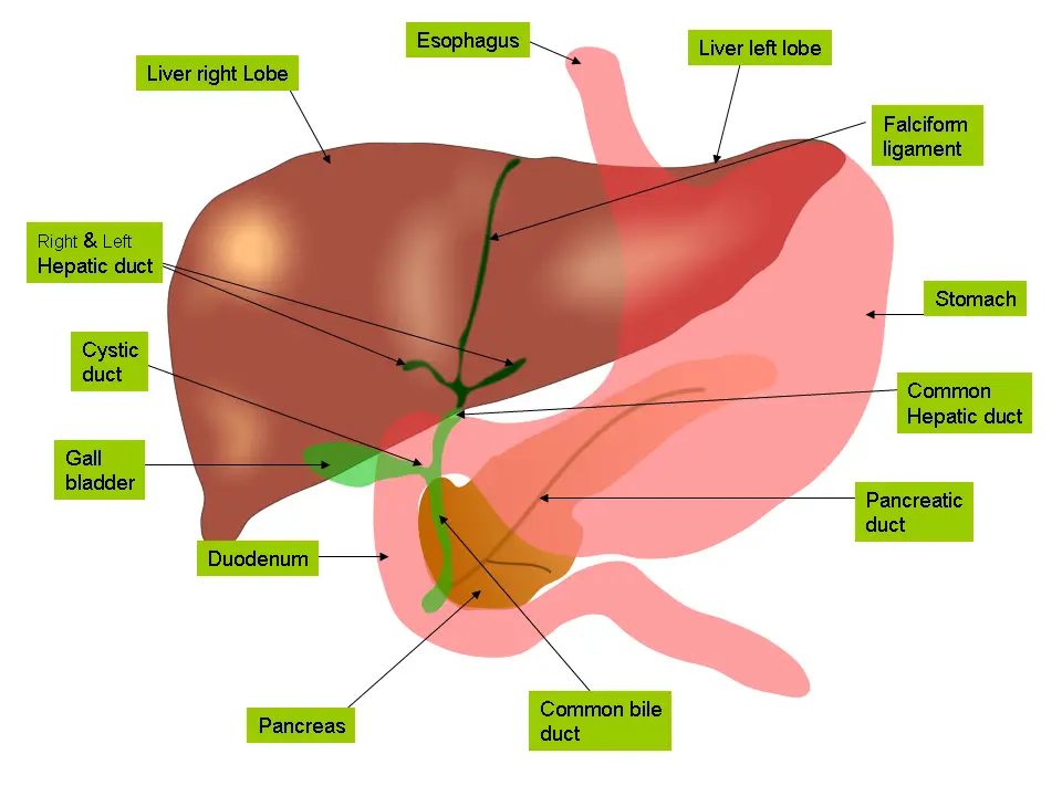 Anatomy of the stomach and small intestine labeled