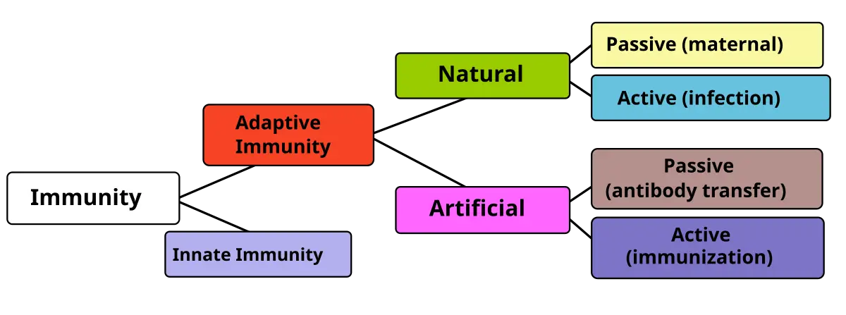 Specific and acquired immunity responses compared