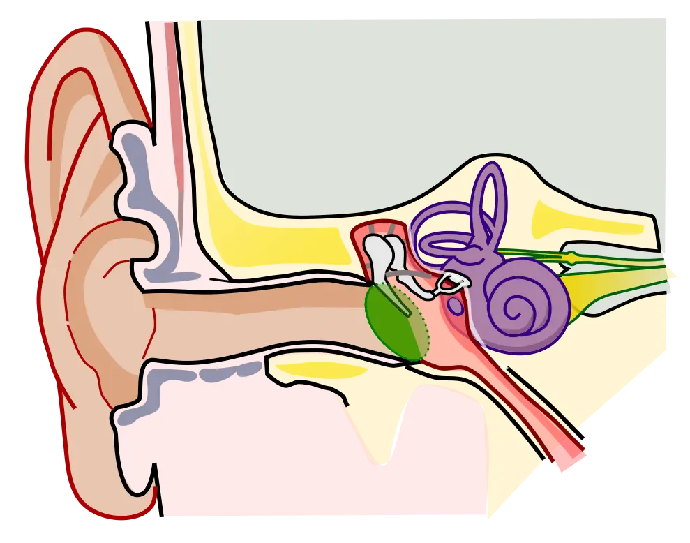 Anatomical structures of the ear labeled