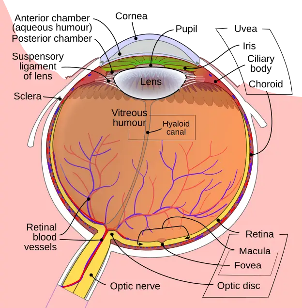 Anatomical structures of the eye labeled