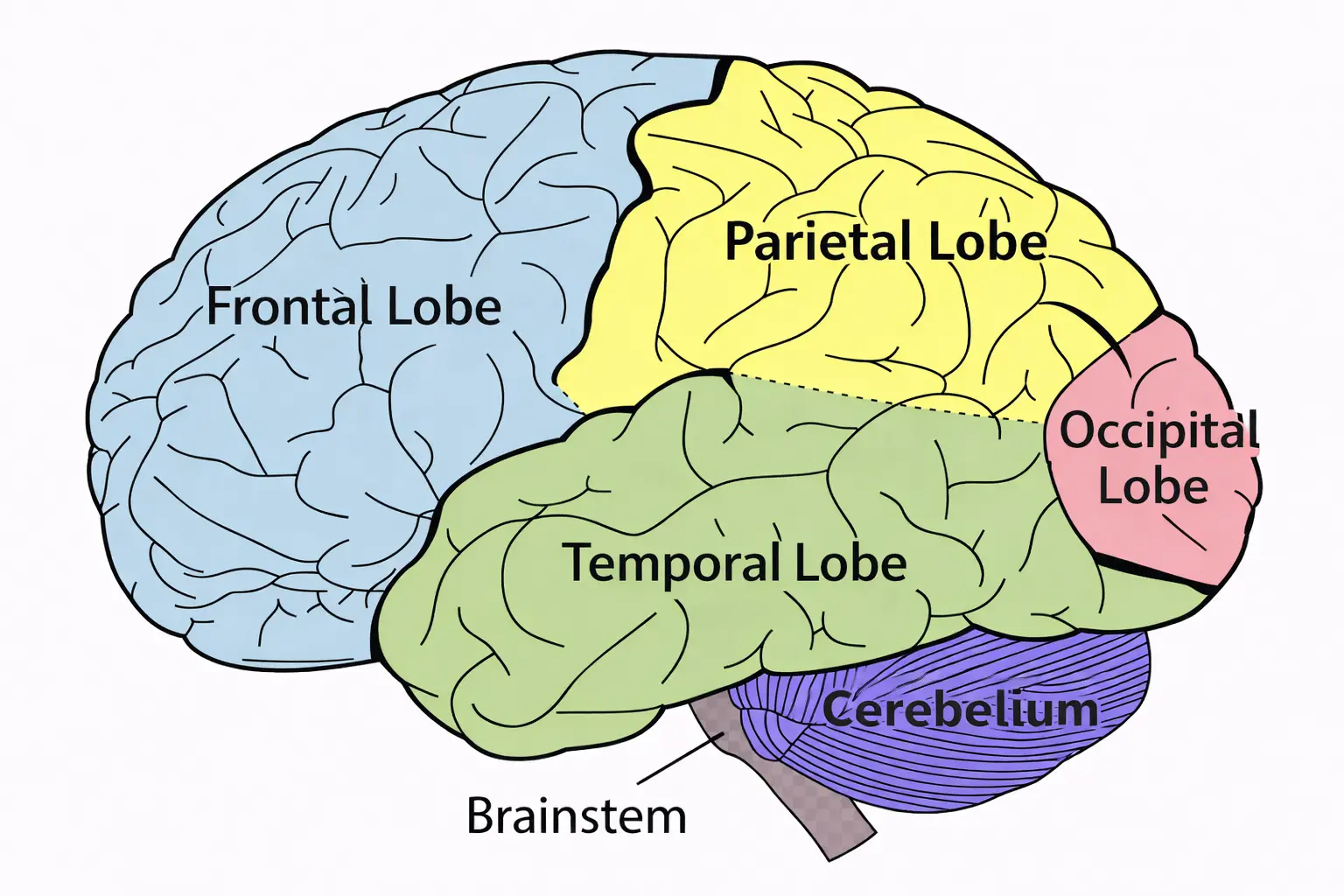 Major structures and regions of the brain labeled
