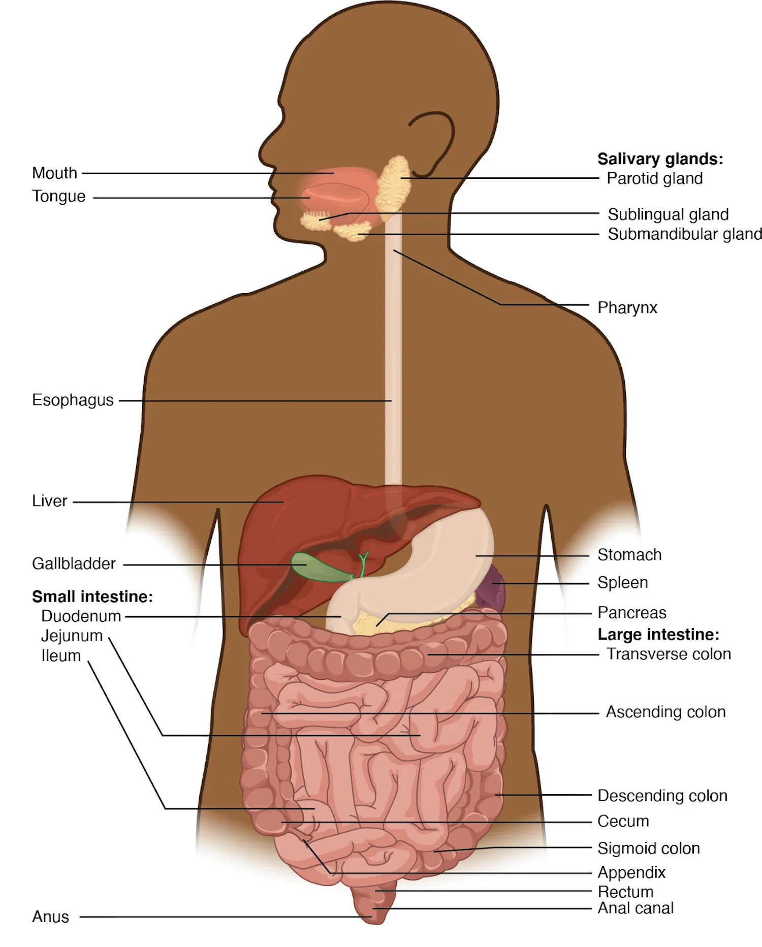 Major organs and structures of the digestive system labeled