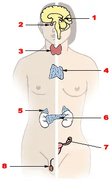Glands and organs of the endocrine system labeled