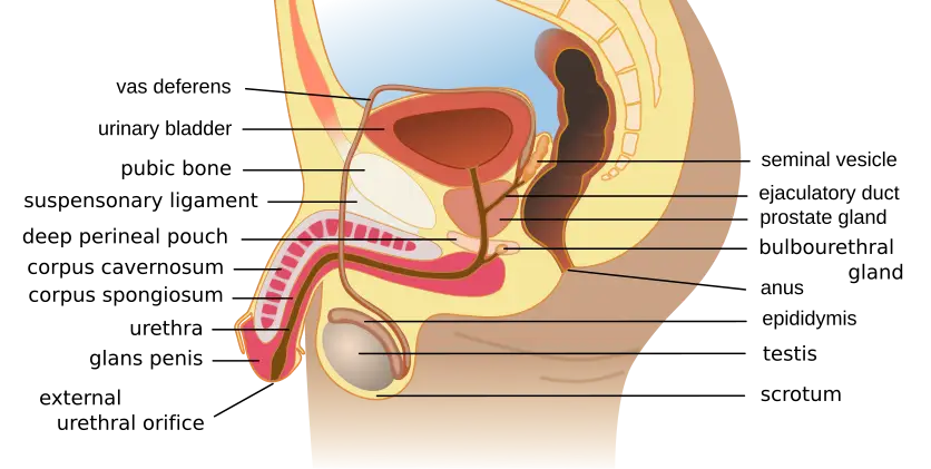 Organs of the male reproductive system labeled