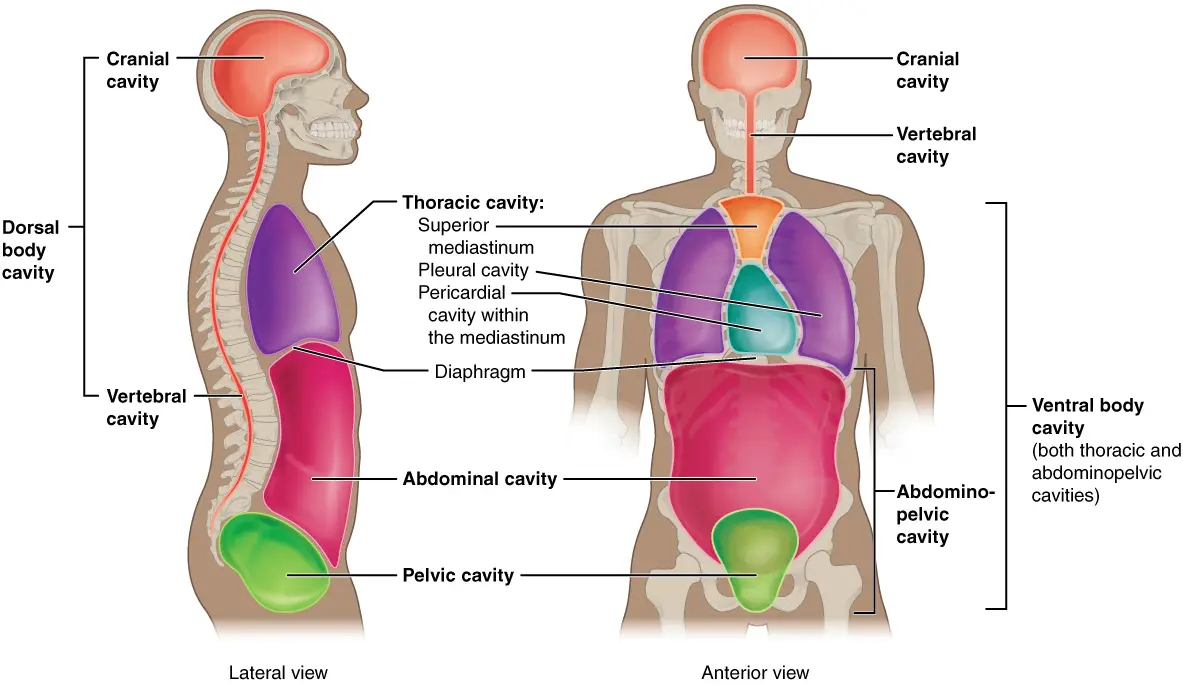 Ventral and dorsal surfaces of the human body shown