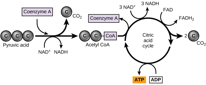 Citric acid cycle