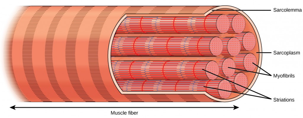 Muscle fiber