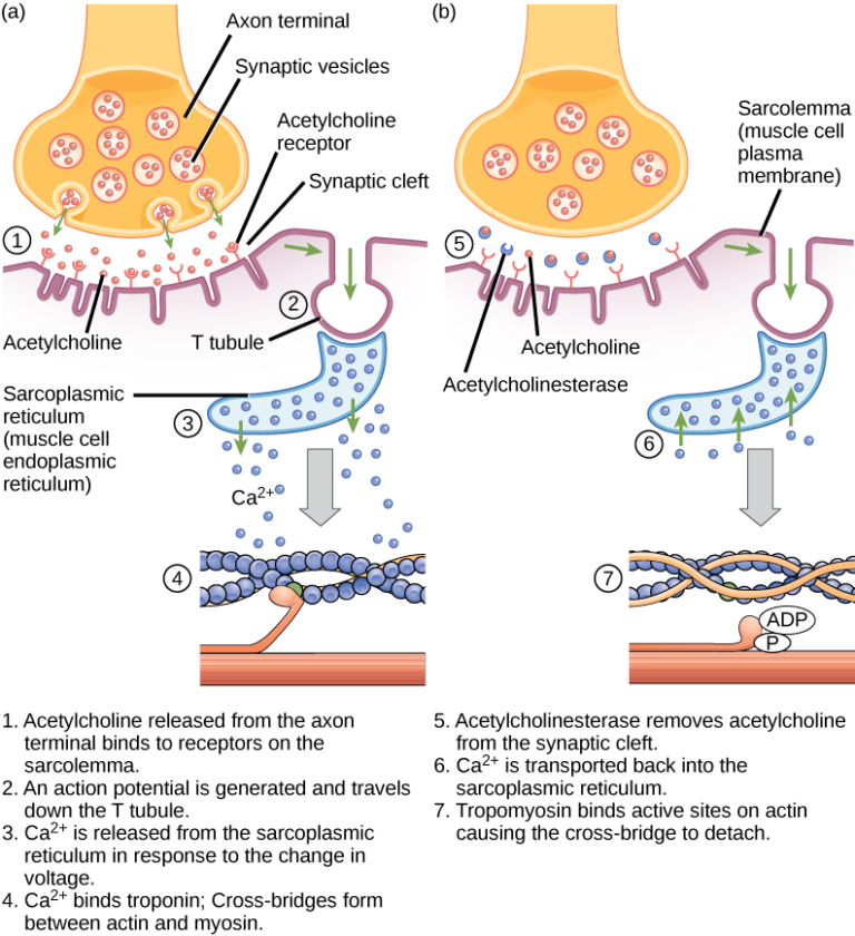 Neuromuscular junction