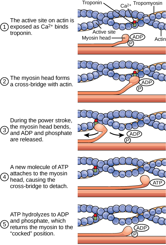 Phases of muscle contraction
