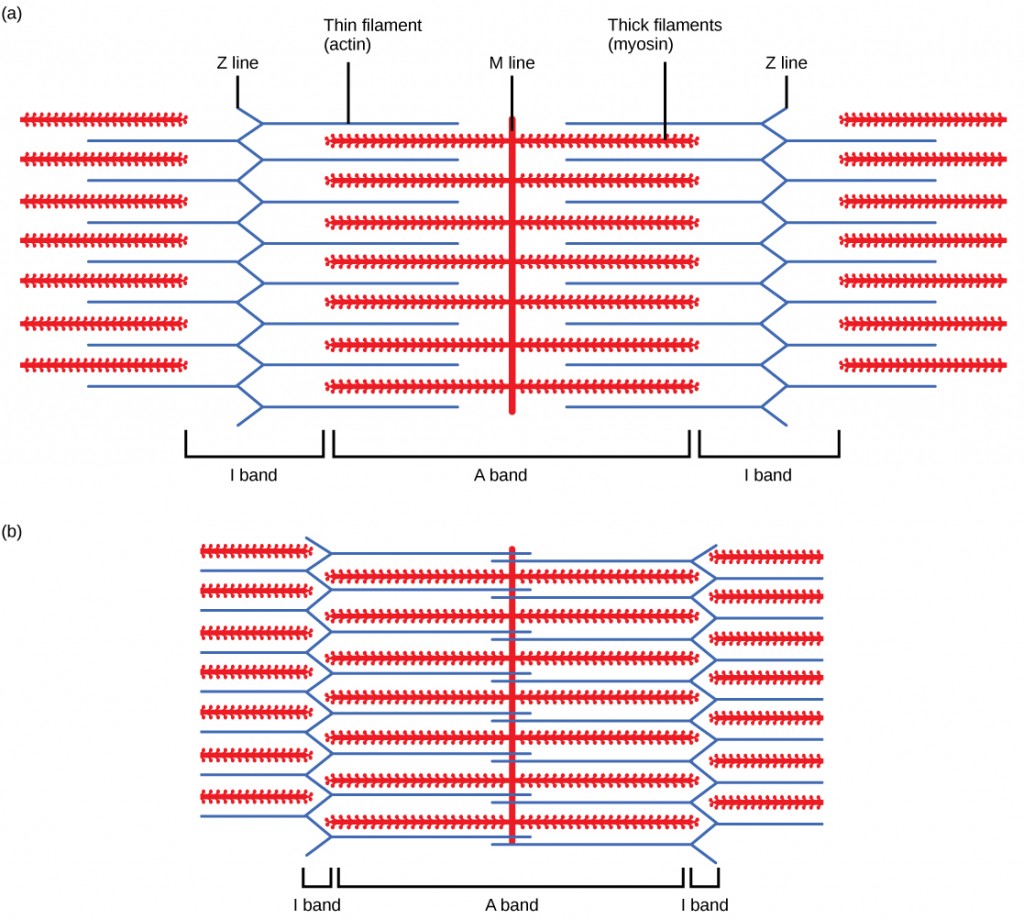 Sliding filament theory