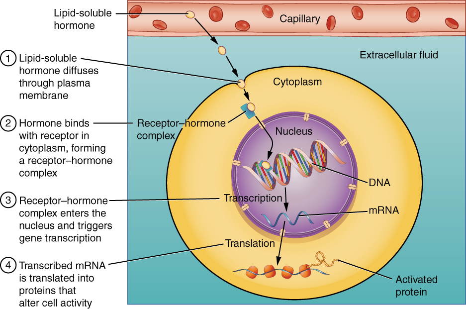 Steroid hormones