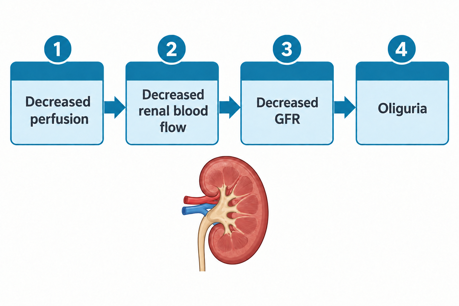 A four-step flowchart shows the pathophysiology of oliguria in shock: decreased perfusion leads to decreased renal blood flow, which leads to decreased glomerular filtration rate (GFR), which leads to oliguria. Below the flowchart is a cross-sectional illustration of a kidney with the renal artery (red) and renal vein (blue) entering at the hilum.