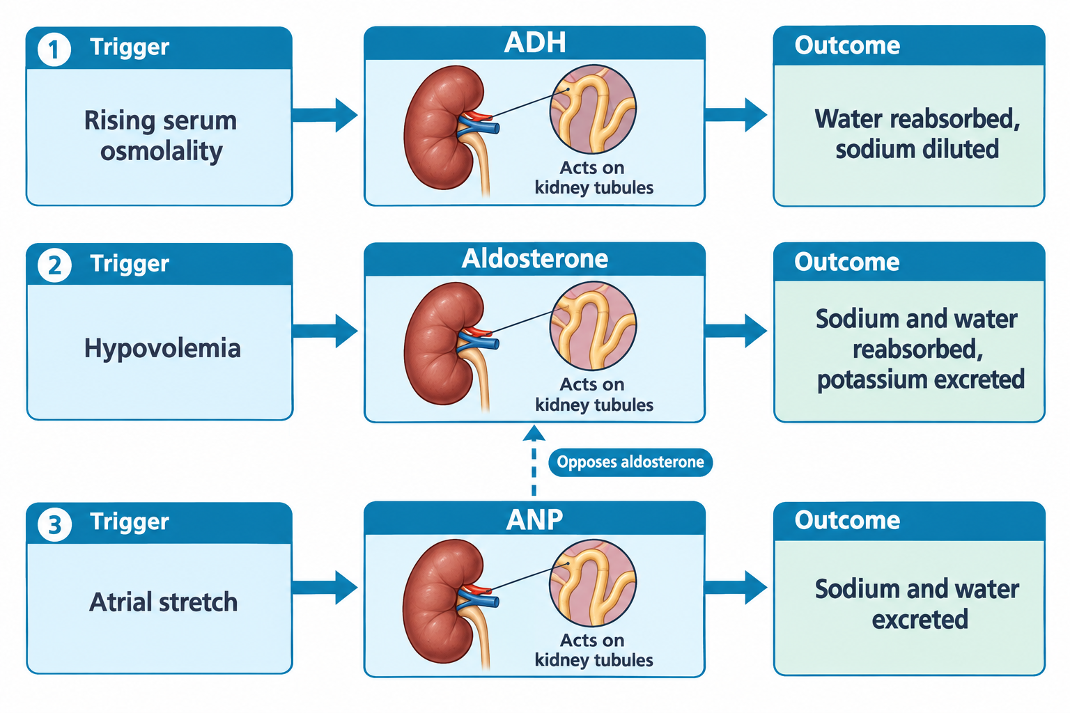 Three parallel flow rows depict hormonal regulation of fluid balance. Row 1: rising serum osmolality triggers ADH, which acts on kidney tubules, resulting in water reabsorption and diluted sodium. Row 2: hypovolemia triggers aldosterone, which acts on kidney tubules, resulting in sodium and water reabsorption with potassium excretion. Row 3: atrial stretch triggers ANP, which acts on kidney tubules, resulting in sodium and water excretion; a dashed arrow labeled 'Opposes aldosterone' connects the ANP row to the aldosterone row.