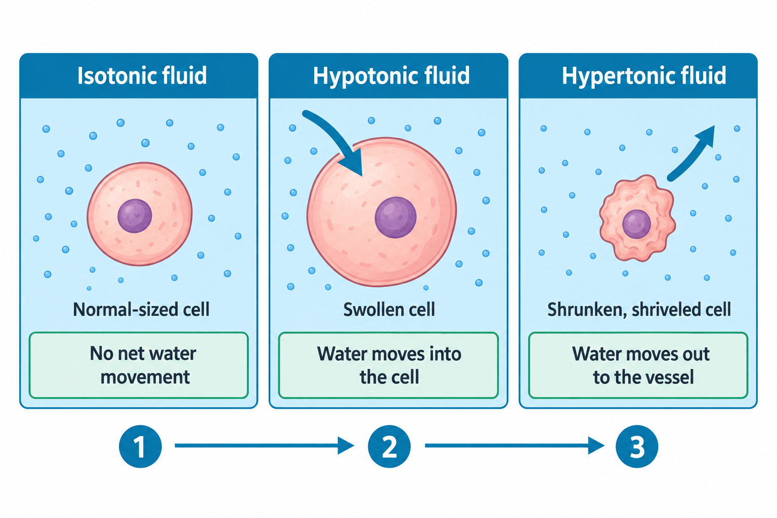 Three-panel diagram showing red blood cells in different fluid tonicities: in isotonic fluid the cell is normal-sized with no net water movement; in hypotonic fluid the cell is swollen as water moves into the cell; in hypertonic fluid the cell is shrunken and shriveled as water moves out of the cell into the surrounding vessel.