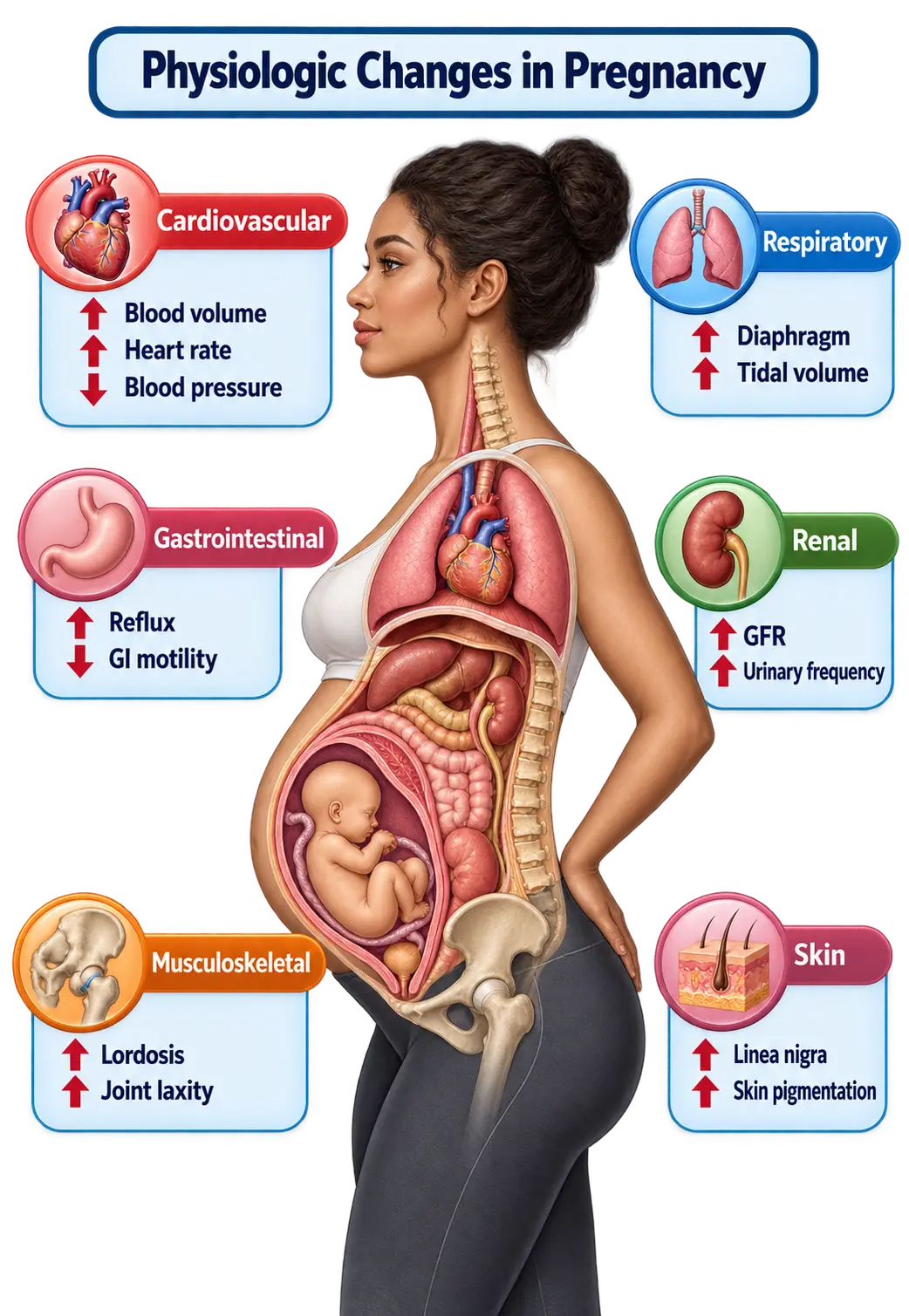 Cutaway of a pregnant woman showing organs, labeled with pregnancy-related changes: cardiovascular (increased blood volume and heart rate, decreased blood pressure), respiratory (increased diaphragm elevation and tidal volume), gastrointestinal (increased reflux, decreased GI motility), renal (increased GFR and urinary frequency), musculoskeletal (increased lordosis and joint laxity), and skin (increased linea nigra and pigmentation).