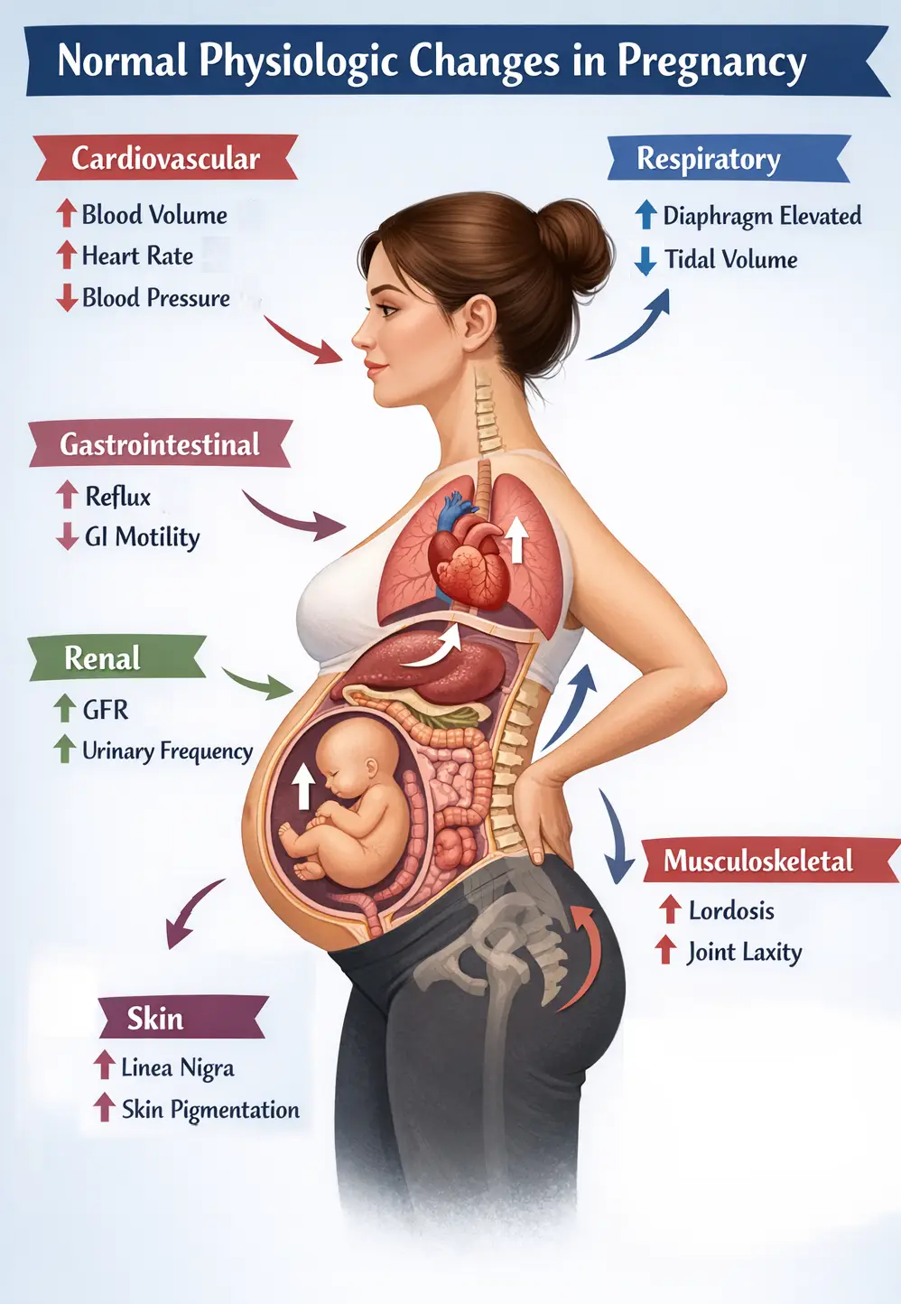 Normal changes to the different organ systems during pregnancy