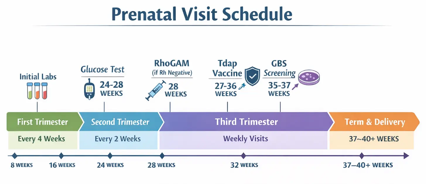 Prenatal screening schedule