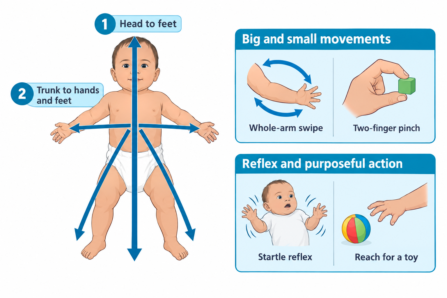 A diagram of an infant with two arrows illustrating developmental direction: one labeled 'Head to feet' running vertically from head to toes, and another labeled 'Trunk to hands and feet' radiating outward from the torso to the hands and legs. To the right, one panel labeled 'Big and small movements' contrasts a whole-arm swipe with a two-finger pinch, and another panel labeled 'Reflex and purposeful action' contrasts a startled infant with arms raised against a hand reaching for a colorful ball.