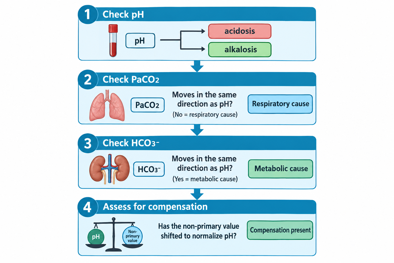 A four-step flowchart for arterial blood gas interpretation: Step 1 shows a blood-filled test tube labeled pH branching to acidosis (low pH, pink) or alkalosis (high pH, green); Step 2 shows lungs with a PaCO2 label, asking whether PaCO2 moves in the same direction as pH, with 'No' pointing to a respiratory cause; Step 3 shows kidneys with an HCO3- label, asking whether HCO3- moves in the same direction as pH, with 'Yes' pointing to a metabolic cause; Step 4 shows a balance scale comparing pH and the non-primary value, asking whether the non-primary value has shifted to normalize pH, indicating compensation is present.