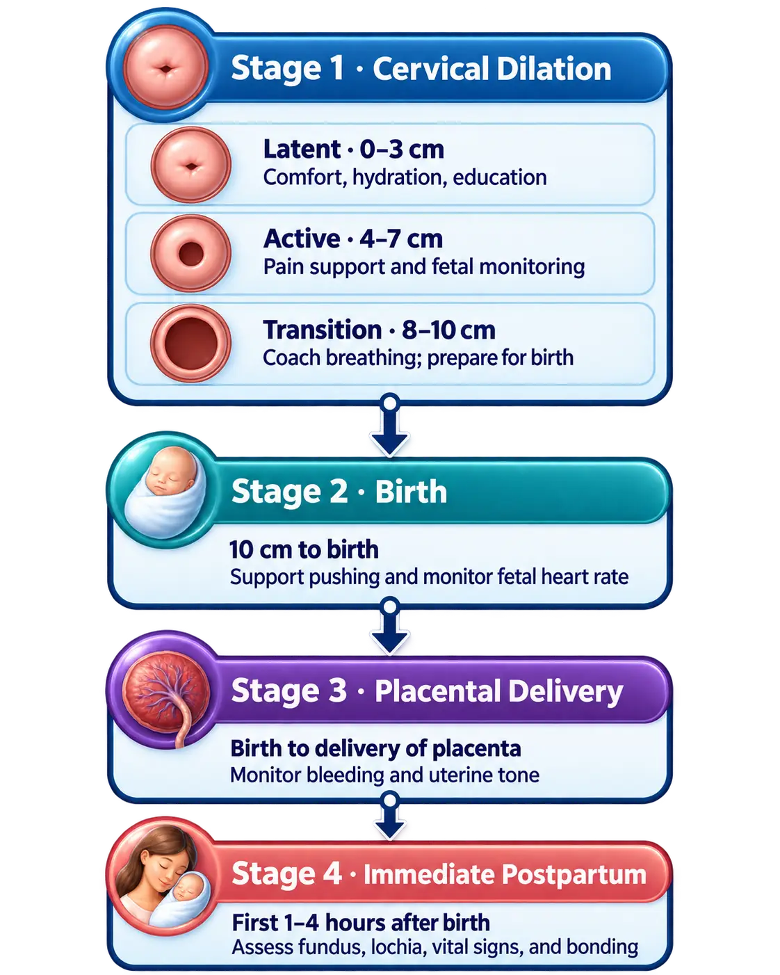 Four stages of labor: Stage 1 cervical dilation with latent 0-3cm (comfort, hydration, education), active 4-7cm (pain support, fetal monitoring), and transition 8-10cm (coach breathing, prepare for birth); Stage 2 birth, 10cm to birth, support pushing and monitor fetal heart rate; Stage 3 placental delivery, birth to placenta delivery, monitor bleeding and uterine tone; Stage 4 immediate postpartum, first 1-4 hours after birth, assess fundus, lochia, vital signs, and bonding.