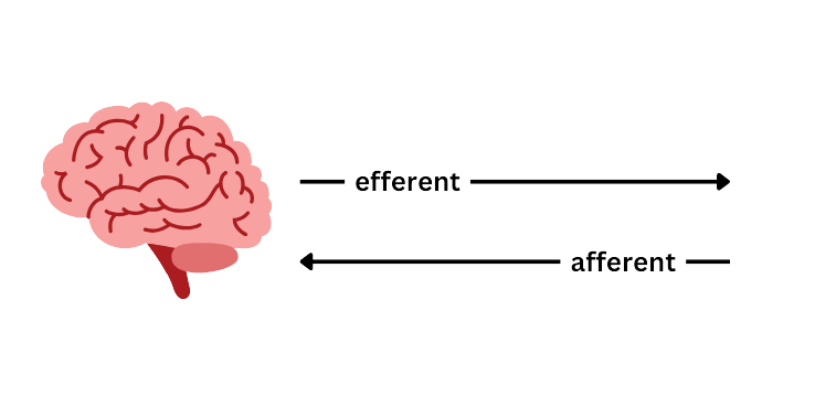 Afferent and efferent neuron pathways in the nervous system