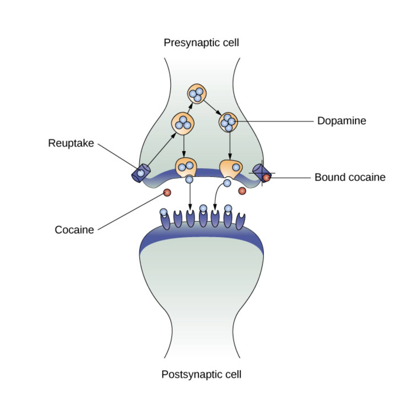 Amphetamine and dopamine reuptake
