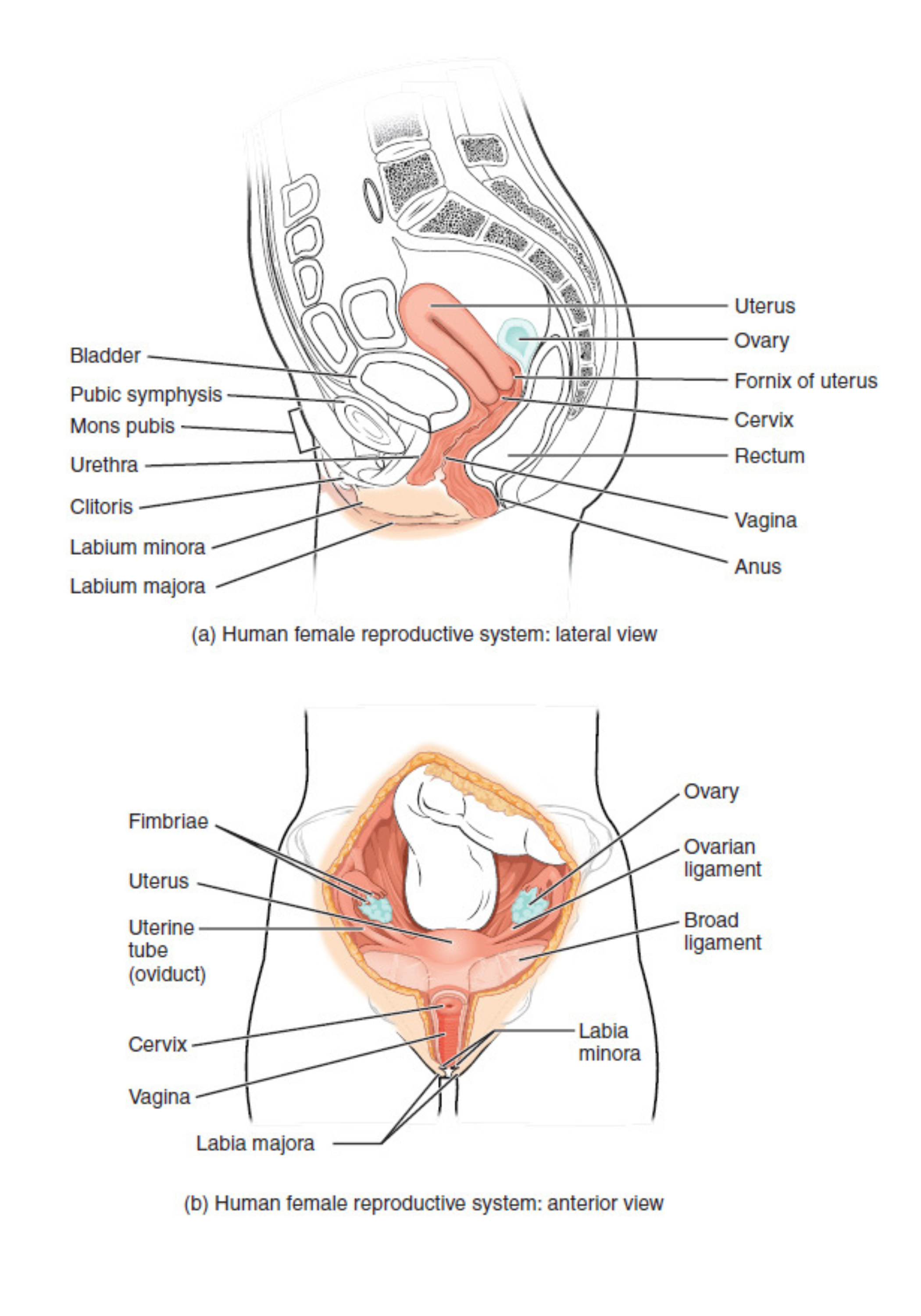 Anatomy of the human female reproductive system