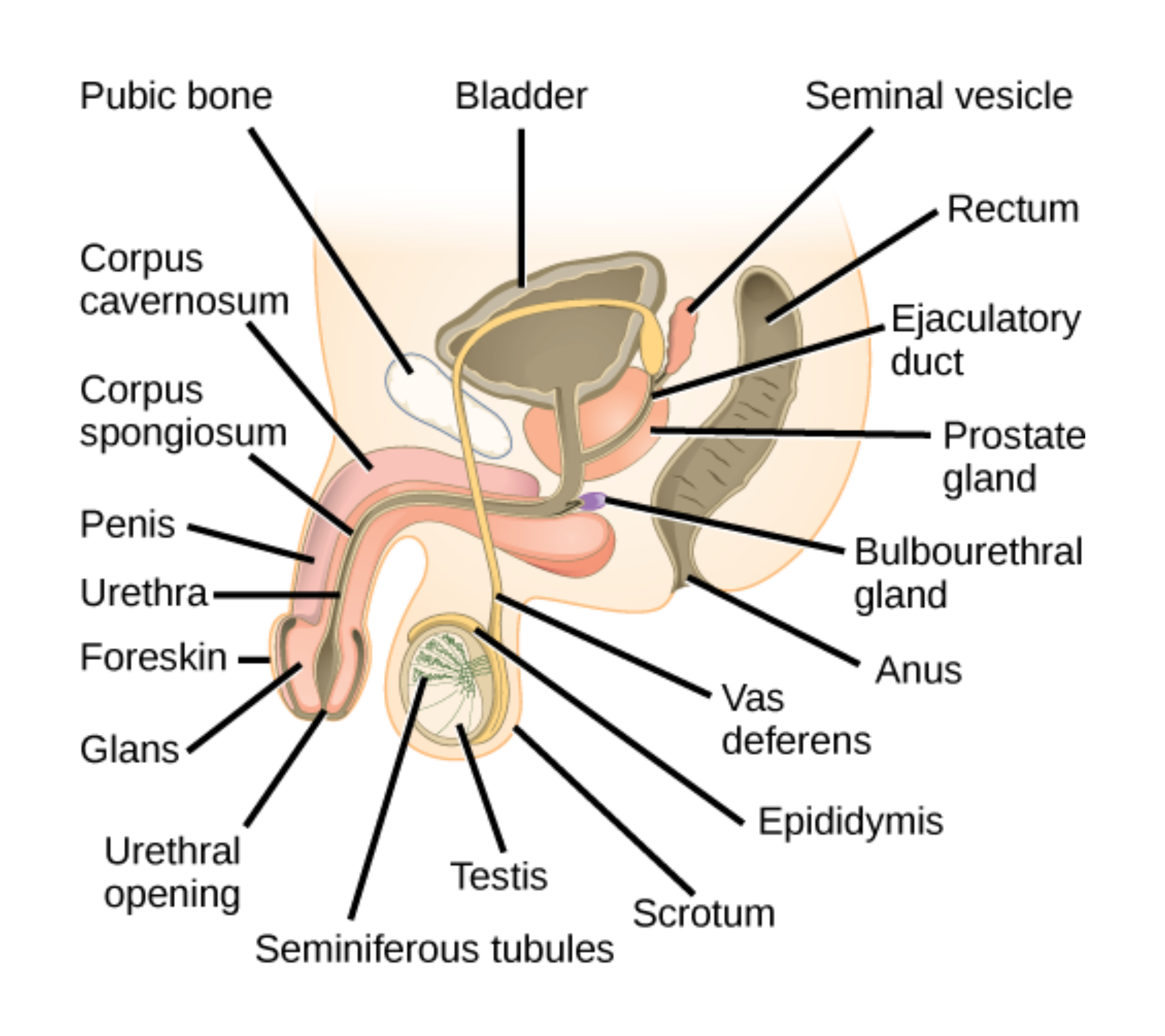 Anatomy of the human male reproductive system