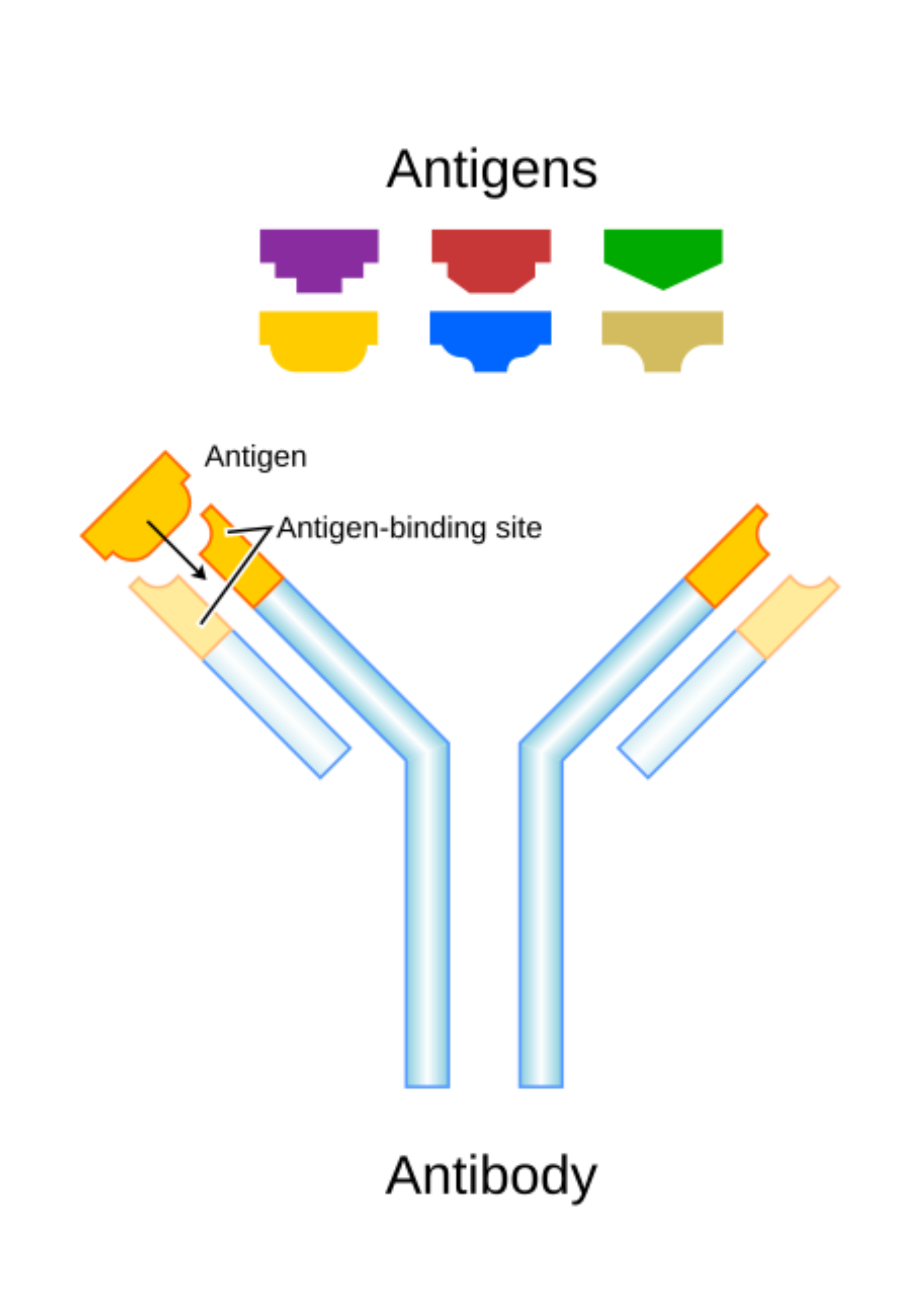 Antibody structure and antigen presentation triggering immune responses