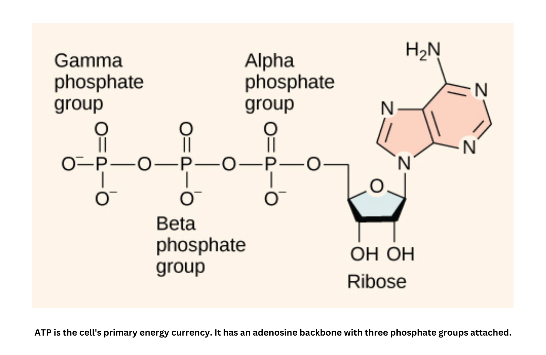 ATP molecule structure showing adenosine and three phosphate groups