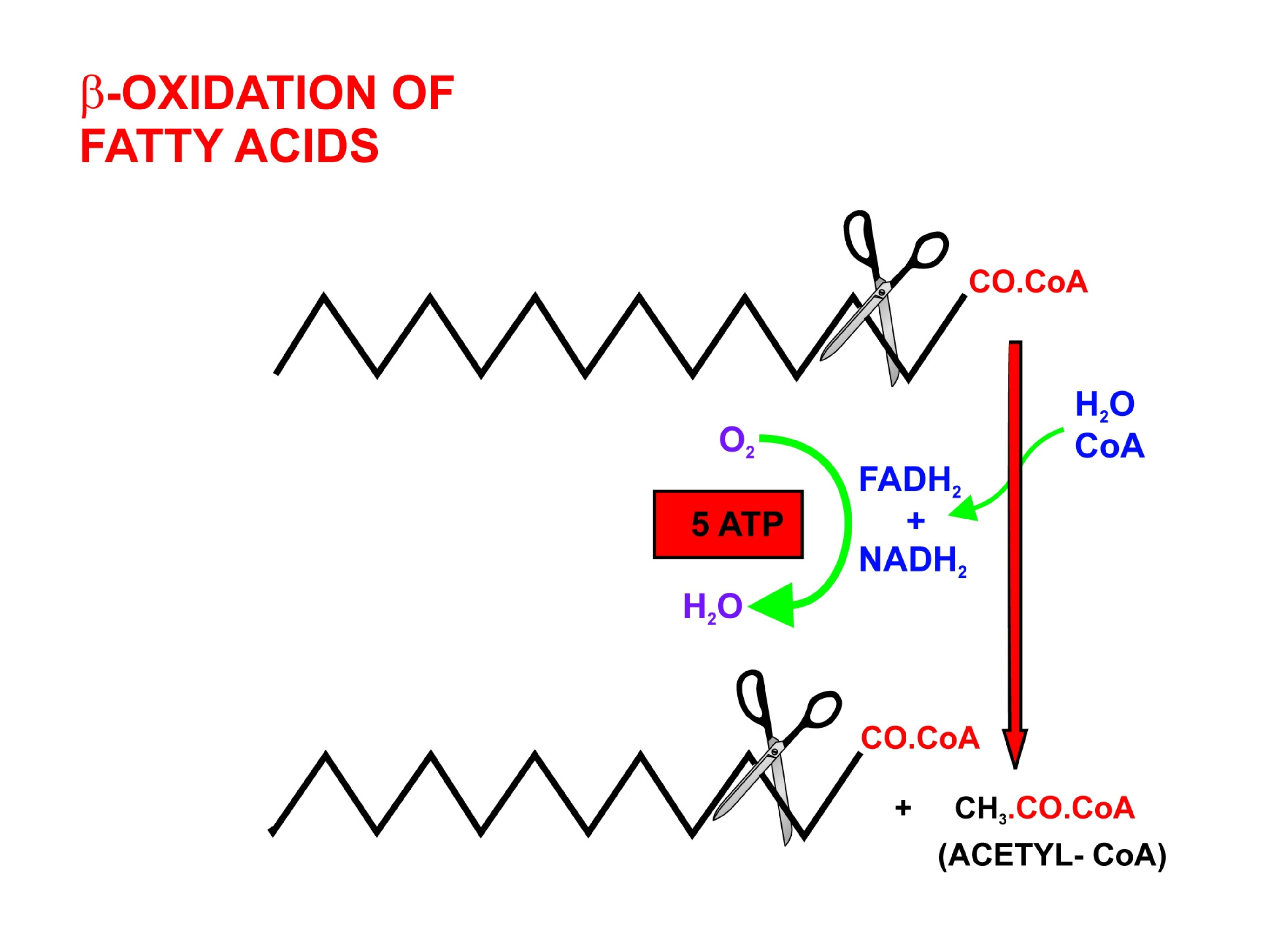 β-oxidation of fatty acids