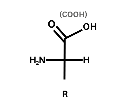 Basic amino acid structure