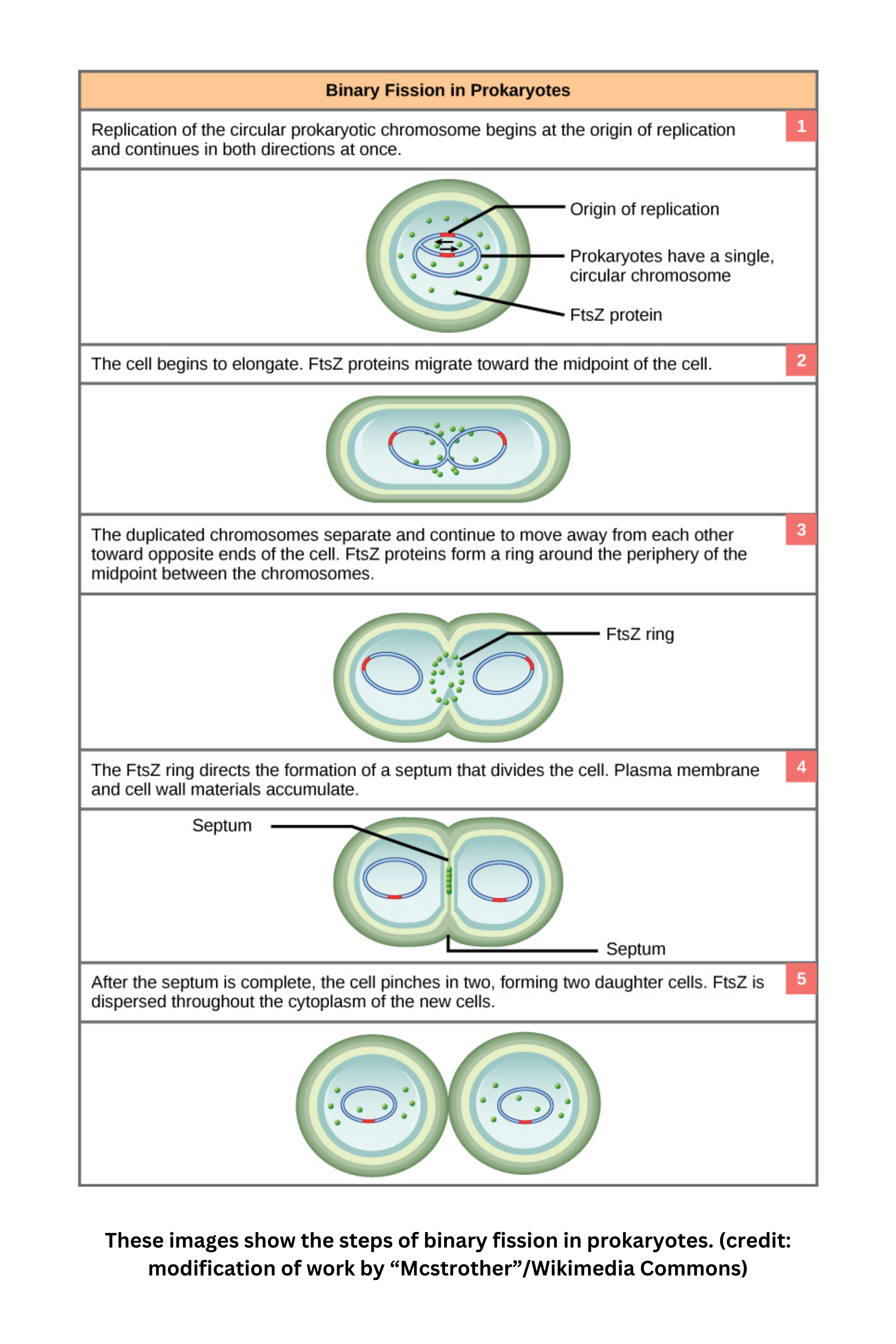 Binary fission in prokaryotes showing DNA replication, elongation, and septum formation